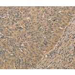 Immunohistochemistry - PRDM14 Antibody from Signalway Antibody (36151) - Antibodies.com