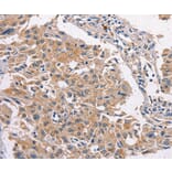 Immunohistochemistry - MAPK15 Antibody from Signalway Antibody (36197) - Antibodies.com