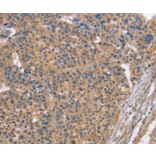 Immunohistochemistry - MAPK15 Antibody from Signalway Antibody (36197) - Antibodies.com
