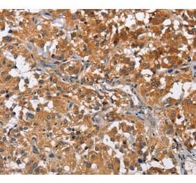 Immunohistochemistry - ATP1B2 Antibody from Signalway Antibody (36268) - Antibodies.com