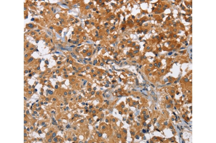 Immunohistochemistry - ATP1B2 Antibody from Signalway Antibody (36268) - Antibodies.com