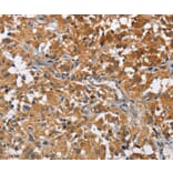 Immunohistochemistry - ATP1B2 Antibody from Signalway Antibody (36268) - Antibodies.com