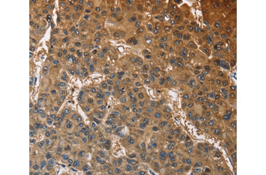 Immunohistochemistry - ATP1B2 Antibody from Signalway Antibody (36268) - Antibodies.com