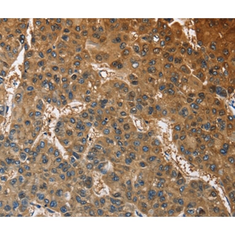 Immunohistochemistry - ATP1B2 Antibody from Signalway Antibody (36268) - Antibodies.com