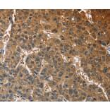 Immunohistochemistry - ATP1B2 Antibody from Signalway Antibody (36268) - Antibodies.com