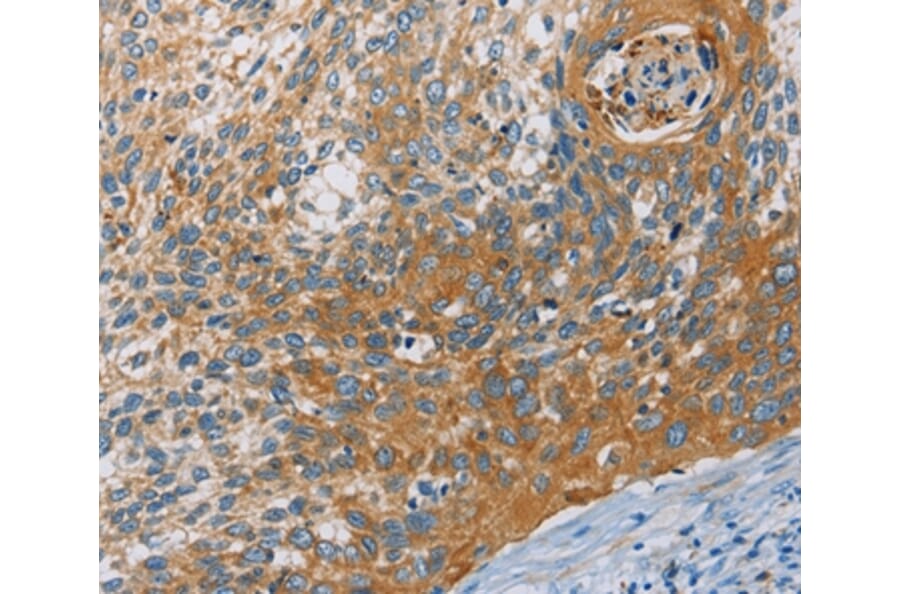 Immunohistochemistry - KCNMA1 Antibody from Signalway Antibody (36283) - Antibodies.com