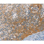 Immunohistochemistry - KCNMA1 Antibody from Signalway Antibody (36283) - Antibodies.com