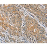 Immunohistochemistry - KCNMA1 Antibody from Signalway Antibody (36283) - Antibodies.com