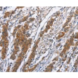 Immunohistochemistry - NCAPD3 Antibody from Signalway Antibody (36306) - Antibodies.com