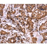 Immunohistochemistry - CARD11 Antibody from Signalway Antibody (36308) - Antibodies.com