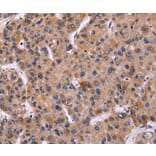 Immunohistochemistry - CARD11 Antibody from Signalway Antibody (36308) - Antibodies.com