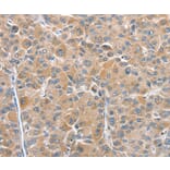 Immunohistochemistry - CHMP4B Antibody from Signalway Antibody (36350) - Antibodies.com