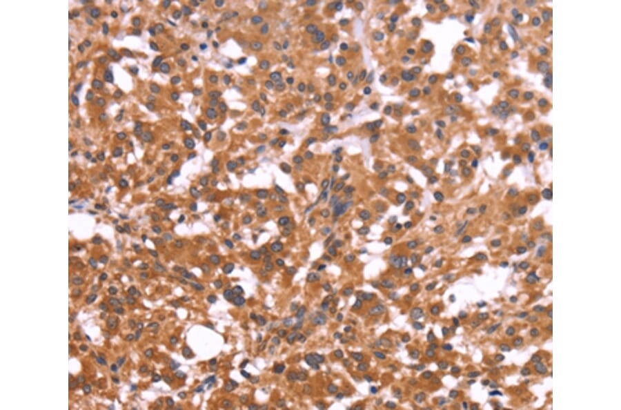 Immunohistochemistry - CRISP3 Antibody from Signalway Antibody (36371) - Antibodies.com