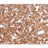 Immunohistochemistry - CRISP3 Antibody from Signalway Antibody (36371) - Antibodies.com