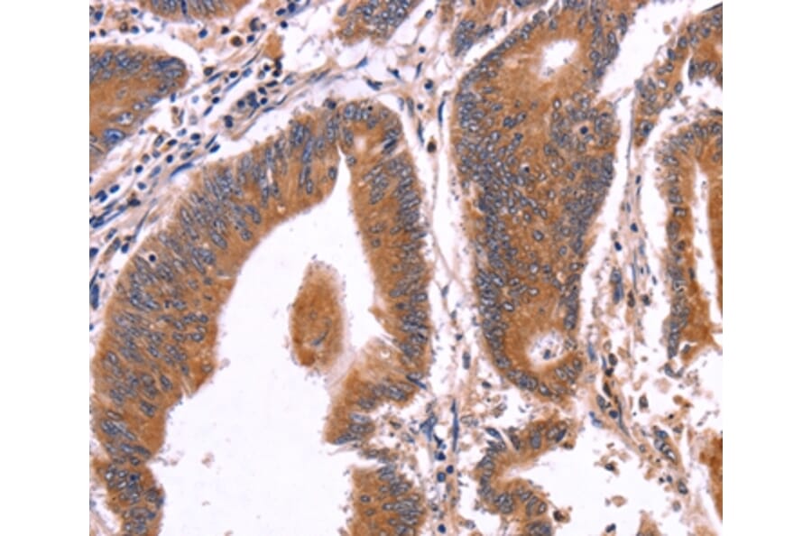 Immunohistochemistry - CRISP3 Antibody from Signalway Antibody (36371) - Antibodies.com