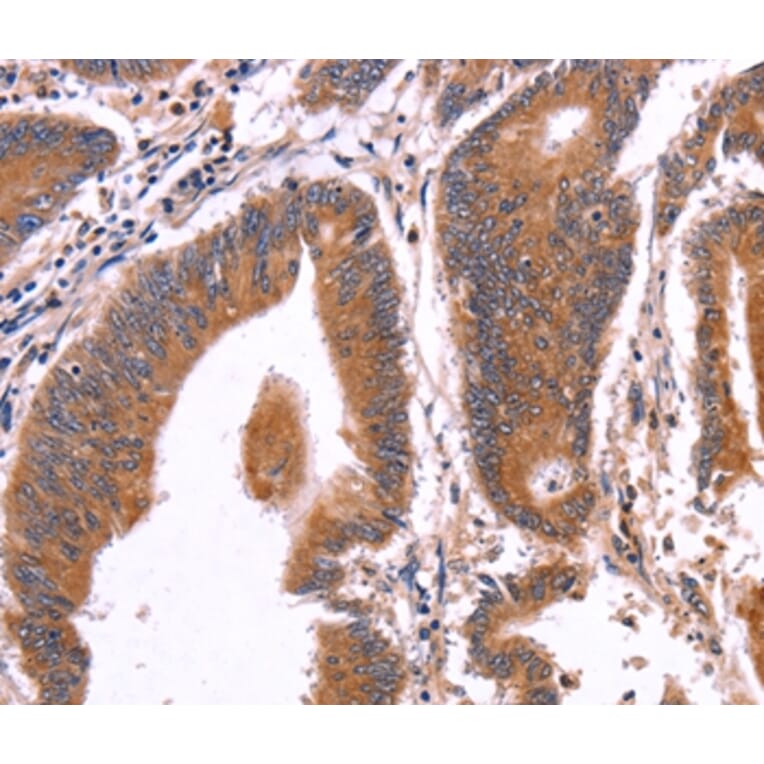 Immunohistochemistry - CRISP3 Antibody from Signalway Antibody (36371) - Antibodies.com