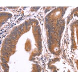 Immunohistochemistry - CRISP3 Antibody from Signalway Antibody (36371) - Antibodies.com