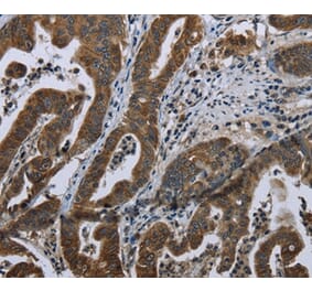 Immunohistochemistry - BRINP1 Antibody from Signalway Antibody (36400) - Antibodies.com