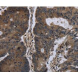 Immunohistochemistry - BRINP1 Antibody from Signalway Antibody (36400) - Antibodies.com