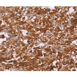 Immunohistochemistry - DCBLD2 Antibody from Signalway Antibody (36401) - Antibodies.com