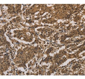 Immunohistochemistry - DUSP23 Antibody from Signalway Antibody (36426) - Antibodies.com