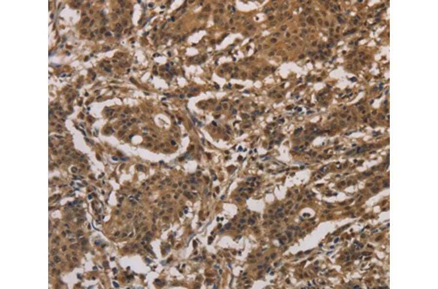Immunohistochemistry - DUSP23 Antibody from Signalway Antibody (36426) - Antibodies.com
