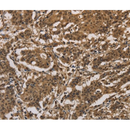 Immunohistochemistry - DUSP23 Antibody from Signalway Antibody (36426) - Antibodies.com