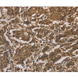 Immunohistochemistry - DUSP23 Antibody from Signalway Antibody (36426) - Antibodies.com