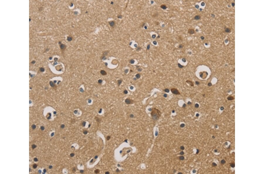 Immunohistochemistry - DUSP23 Antibody from Signalway Antibody (36426) - Antibodies.com