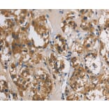 Immunohistochemistry - DUSP26 Antibody from Signalway Antibody (36427) - Antibodies.com