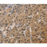 Immunohistochemistry - DUSP26 Antibody from Signalway Antibody (36427) - Antibodies.com