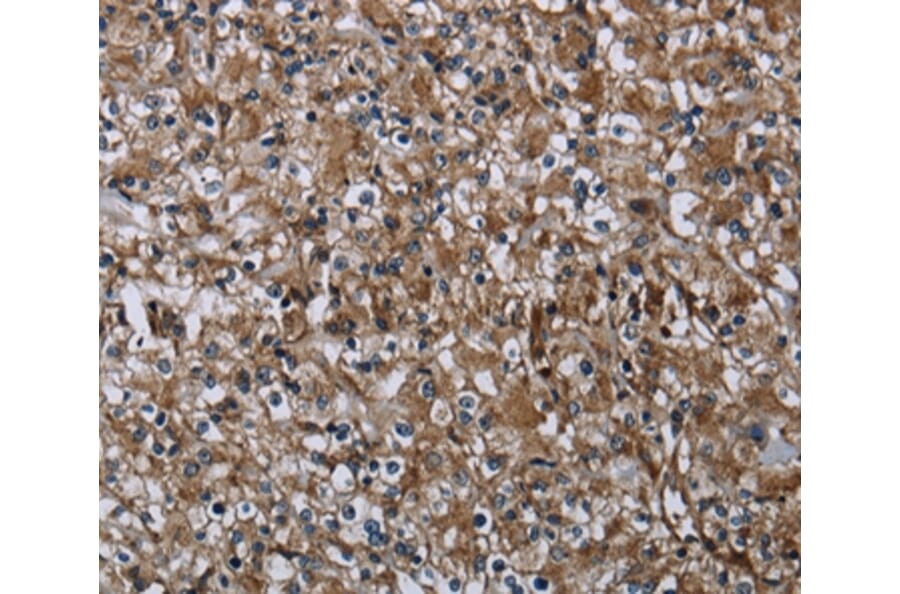 Immunohistochemistry - FAM89B Antibody from Signalway Antibody (36463) - Antibodies.com