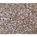 Immunohistochemistry - FAM89B Antibody from Signalway Antibody (36463) - Antibodies.com