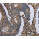 Immunohistochemistry - MCM3AP Antibody from Signalway Antibody (36495) - Antibodies.com