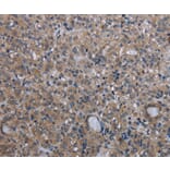 Immunohistochemistry - MCM3AP Antibody from Signalway Antibody (36495) - Antibodies.com