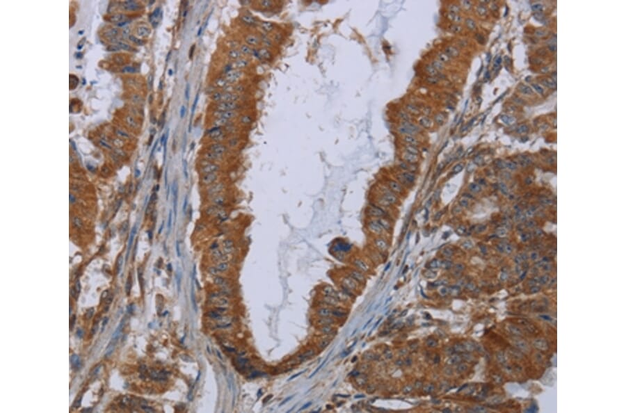 Immunohistochemistry - INSIG2 Antibody from Signalway Antibody (36556) - Antibodies.com
