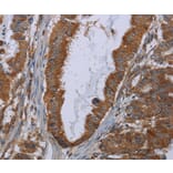 Immunohistochemistry - INSIG2 Antibody from Signalway Antibody (36556) - Antibodies.com