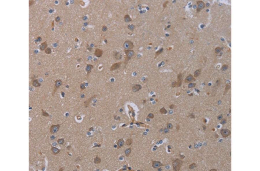 Immunohistochemistry - INSIG2 Antibody from Signalway Antibody (36556) - Antibodies.com