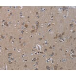 Immunohistochemistry - INSIG2 Antibody from Signalway Antibody (36556) - Antibodies.com