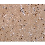Immunohistochemistry - TRIM13 Antibody from Signalway Antibody (36585) - Antibodies.com