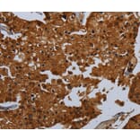 Immunohistochemistry - ENTPD7 Antibody from Signalway Antibody (36615) - Antibodies.com
