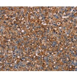 Immunohistochemistry - NEDD4L Antibody from Signalway Antibody (36649) - Antibodies.com