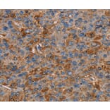 Immunohistochemistry - NEDD4L Antibody from Signalway Antibody (36649) - Antibodies.com