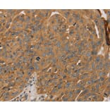 Immunohistochemistry - PARP11 Antibody from Signalway Antibody (36683) - Antibodies.com
