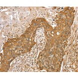 Immunohistochemistry - RASSF9 Antibody from Signalway Antibody (36714) - Antibodies.com