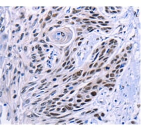 Immunohistochemistry - CREBBP Antibody from Signalway Antibody (36778) - Antibodies.com