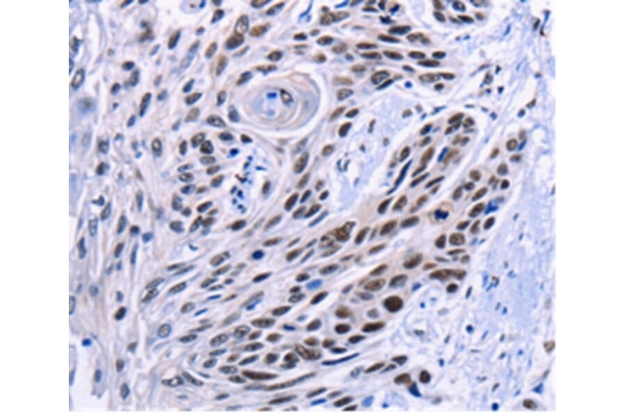 Immunohistochemistry - CREBBP Antibody from Signalway Antibody (36778) - Antibodies.com