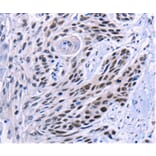 Immunohistochemistry - CREBBP Antibody from Signalway Antibody (36778) - Antibodies.com
