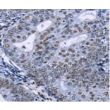 Immunohistochemistry - CREBBP Antibody from Signalway Antibody (36778) - Antibodies.com
