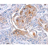 Immunohistochemistry - CX3CL1 Antibody from Signalway Antibody (36816) - Antibodies.com
